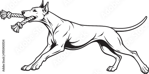 Doberman Pinscher Tugging Rope Pull Stance Black and White Line Art Illustration