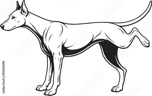 Doberman Pinscher Marking Territory Leg Lift Side View Black and White Line Art Illustration