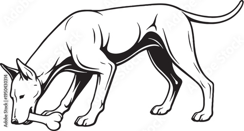 Doberman Pinscher Drinking Posture Black and White Line Art Illustration