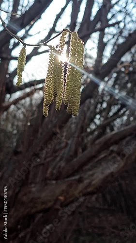 Spring Sunbeams Through Hazel Catkins