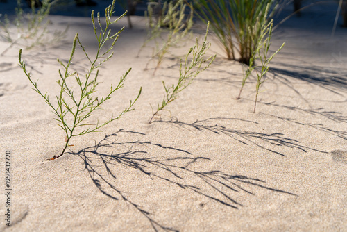 Dune plant growing in sand on Lake Michigan beach