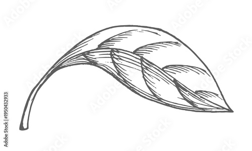 Leaf of bell pepper. Vector ink styled handmade illustration. For packaging design, cards, cover, prints, product labels and fabric.