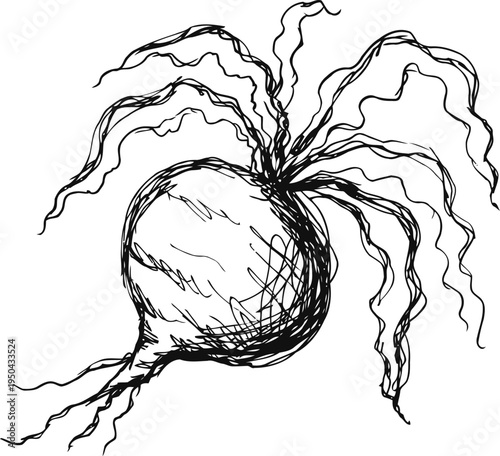 Hand drawn black and white beetroot illustration with curly leaves and root detail sketch