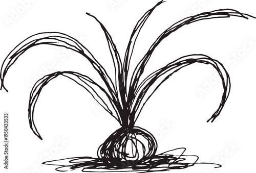 Hand drawn sketch of an onion plant with long curved leaves and bulbous root base