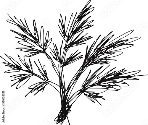 Dill herb bundle with detailed feathery leaves fresh aromatic seasoning for cooking and recipes