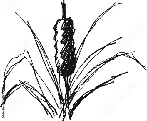 cattail plant with long narrow leaves and cylindrical brown flower spike in black ink drawing