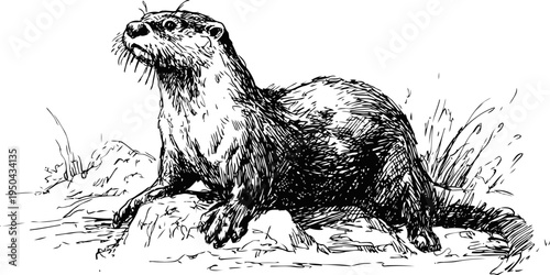 wild otter standing on rocks near water with detailed fur and whiskers illustration