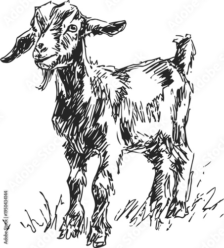 Hand drawn baby goat standing on grass with detailed fur texture sketch, farm animal illustration