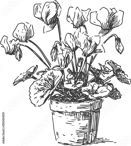 Hand drawn cyclamen plant in a pot with detailed leaves and flowers sketch illustration