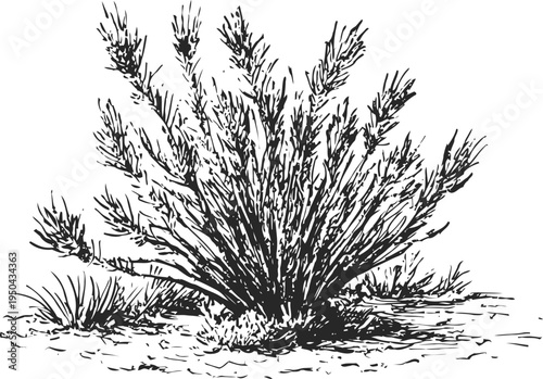 Wild desert shrub illustration dry bush plant with thin branches and sparse leaves, arid environment flora