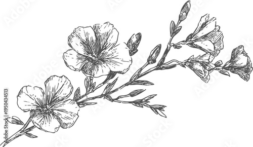 Delicate flax flowers branch with buds and leaves line art drawing, botanical illustration