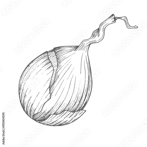 Onion. Vector ink styled handmade illustration. For packaging design, cards, cover, prints, product labels and fabric.