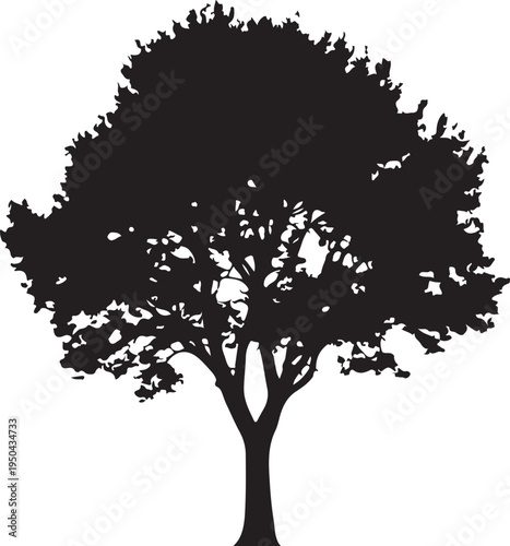 Silhouette of a large deciduous tree with a full canopy
