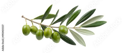 Green olive branch with leaves and olives isolated on a transparent background