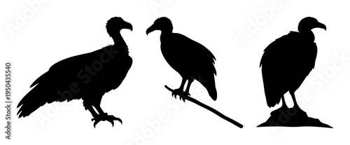 Vulture set with solid black silhouette perched on winged stance featuring sharp beak, desert predator aesthetic, minimal outline with line art and background
