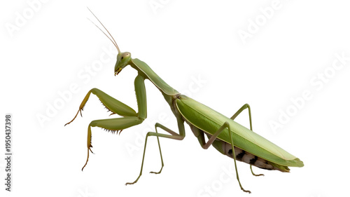 A vibrant green praying mantis standing in a profile view showing its raptorial forelegs clearly isolated on transparent background