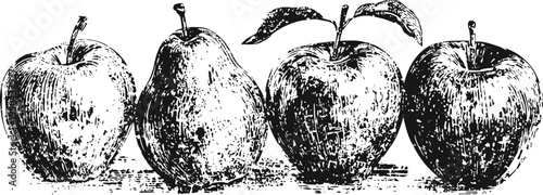 vintage engraved illustration of apples and pear with leaf botanical fruit drawing in black and white