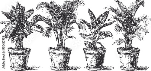 vintage engraved illustration of four potted tropical plants with large leaves and intricate details