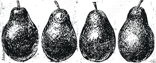 Four detailed vintage pear illustrations in black and white engraving botanical drawing