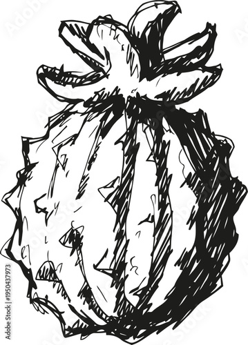 Hand drawn cactus fruit illustration with spiky textured surface and crown like stem detail