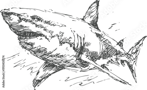 Detailed hand drawn illustration of a great white shark swimming underwater in ocean depths
