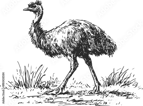 emu bird walking through grassy terrain large flightless australian bird with long legs and feathered body