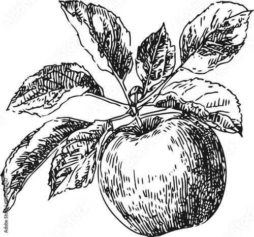 Vintage apple with branch and leaves hand drawn botanical fruit sketch illustration