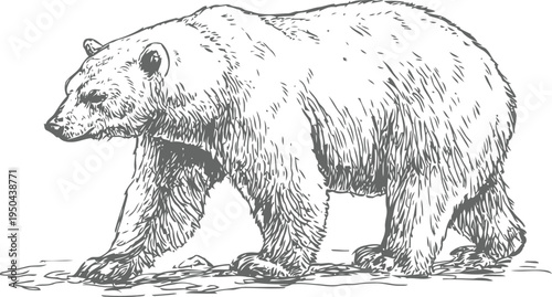 Large brown bear walking on ground wild animal profile detailed sketch with fur texture and claws