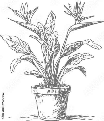 Hand drawn potted plant sketch with broad leaves, botanical illustration, vintage garden decor drawing