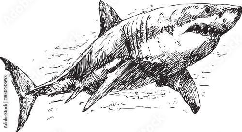 Great white shark swimming underwater with detailed vintage engraving