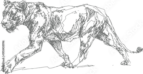 sketch of a walking lioness hand drawn wild animal outline, strong and graceful feline in motion