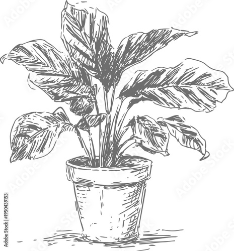 Potted houseplant sketch indoor foliage with broad leaves in a ceramic container botanical drawing, natural decor concept