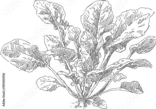 Hand drawn botanical illustration of garden sorrel plant with detailed leaves and root system