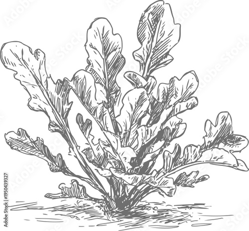 Hand drawn arugula plant with serrated leaves growing from soil, botanical vintage illustration