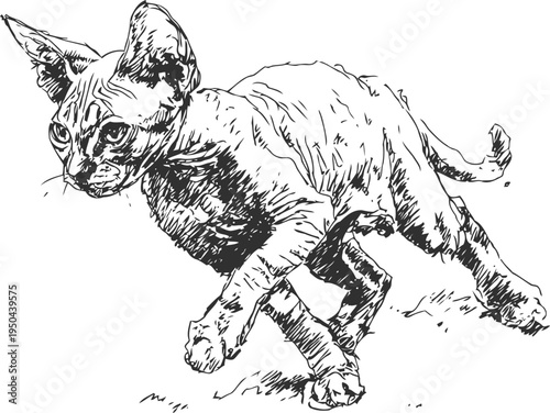 Sphynx cat jumping sketch hairless feline with large ears and wrinkled skin in dynamic pose