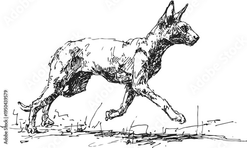 sphynx cat running illustration hairless feline in motion sketch, detailed line art drawing