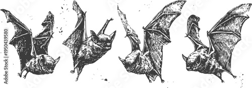 Vintage illustration of flying bats in various positions, nocturnal animals, wildlife sketch