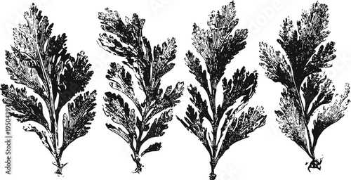 Four detailed vintage parsley leaves illustration in black and white botanical