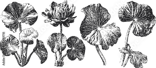 Vintage botanical illustrations of lotus leaves and flower in intricate black ink drawing
