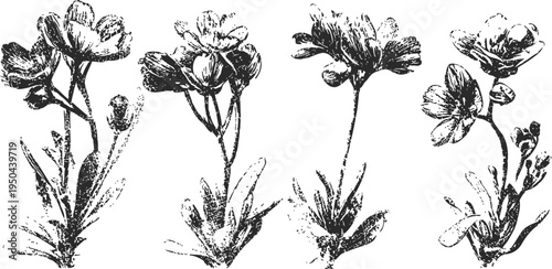 hand drawn wildflowers set in vintage with detailed petals and leaves isolated on white background