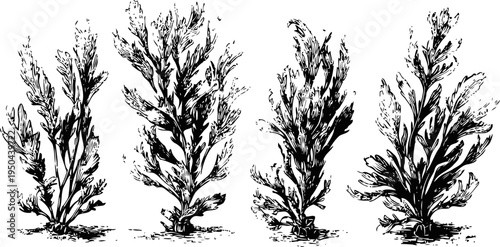 vintage botanical illustration of wild plants with detailed leaves and branches, natural foliage set