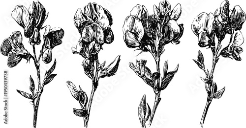 hand drawn vintage botanical illustrations of wildflower sprigs with leaves and petals