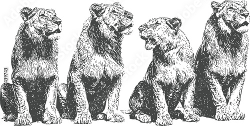 four lions sitting together in different poses detailed hand drawn sketch of wild african animals