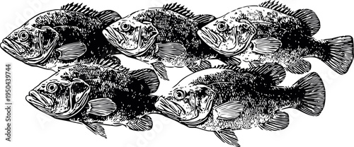 Detailed vintage illustration of five black bass fish with textured scales and fins, aquatic wildlife art