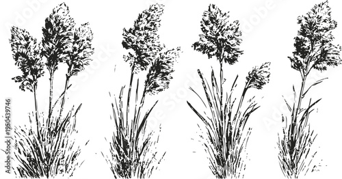 hand drawn wild grass bunches vintage botanical illustration of natural foliage and long leafy plants