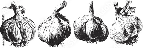 Hand drawn garlic bulbs illustration set natural garlic cloves, cooking and seasoning ingredient sketch