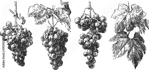vintage grapevine clusters with leaves hand drawn botanical illustration of fruit and foliage