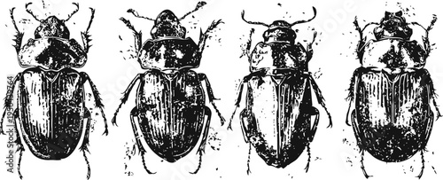 Vintage black and white illustration of four different beetle species in detailed line art