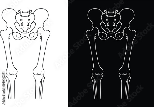 Human pelvis and leg bones in contrasting black and white styles.