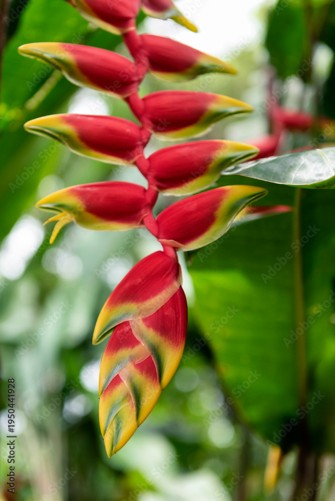 Φωτογραφία Heliconia rostrata, the hanging lobster claw or false bird of paradise